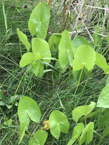 Blätter von Sagittaria latifolia; Köniz (BE), 22.8.2019