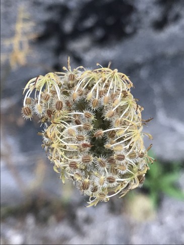 Rüebli-Fruchtstand. Chambrelien (NE), 08.09.2024