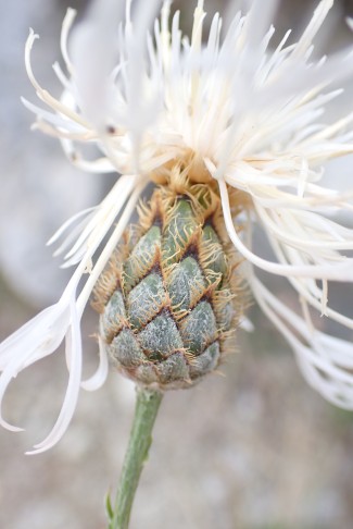 Skabiosen-Flockenblume (Centaurea scabiosa); Niedergesteln (VS), 25.09.2024