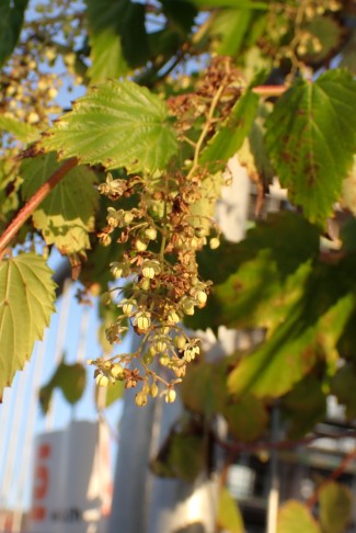 Männliche Blüten in hängenden Rispen angeordnet. Burgdorf (BE), 16.10.2024
