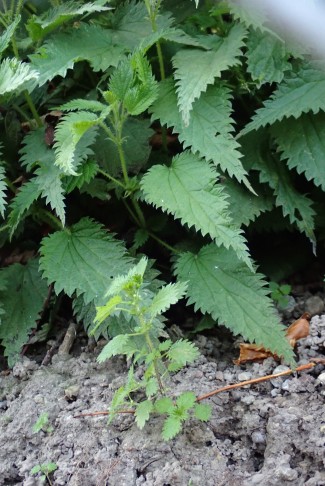 Machen ihren Namen alle Ehre: Grosse Brennnessel (Urtica dioica) im Hintergrund, Kleine Brennnessel (Urtica urens) im Vordergrund. Dählhölzli Bern (BE), 28.10.2024