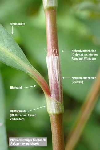 Morphologische Begriffe (Pfirsichblättriger Knöterich, Polygonum persicaria). 23.07.2022