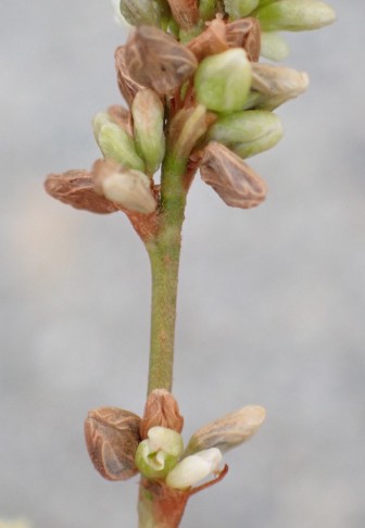 Ampfer-Knöterich (Polygonum lapathifolium): Die ankerförmig verzweigten Nerven (= Leitbündel) der Perigonblätter treten erst zur Fruchtreife deutlich hervor. Uetendorf (BE), 18.09.2024