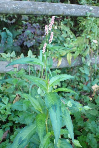 Polygonum cf. persicaria, Wegrand in Mühleberg (BE), 20.10.2024