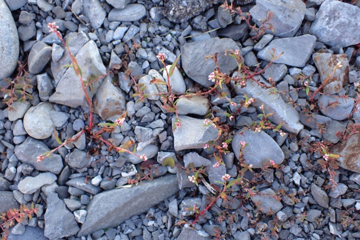 Polygonum cf. persicaria, Bahnhof Thun (BE), 15.09.2024
