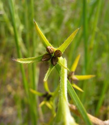 Beim Acker-Steinsamen (Buglossoides arvensis) reifen hingegen meist alle (4) Teilfrüchte. Erschmatt (VS), 13.05.2015