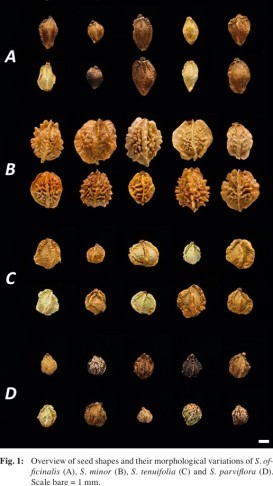 Morphology and phytochemistry of Sanguisorba officinalis L. seeds p. 93