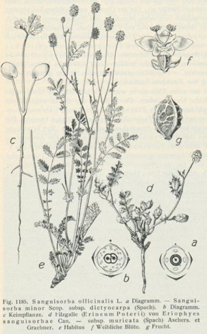 Illustrierte Flora von Mitteleuropa (Bd IV 2,  p. 940)