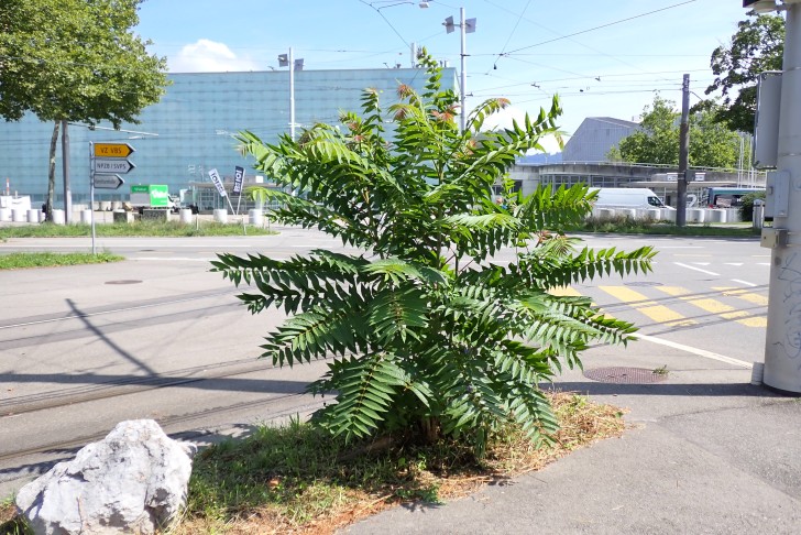 Gleiche Pflanze im Sommer, Knospen deshalb in 