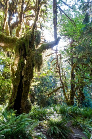 20.07.2022. Hoh-Regenwald. Der Farn im Vordergrund ist Polystichum munitum.