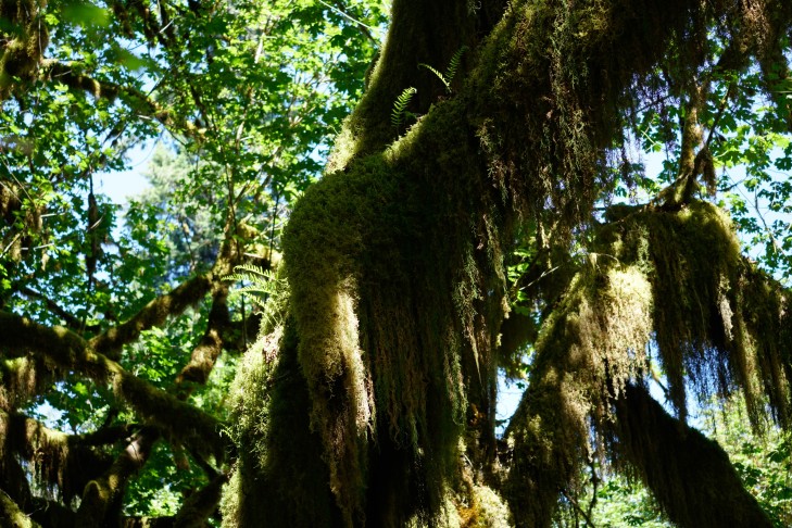 20.07.2022 Und auch mit epiphytischen Polypodium.