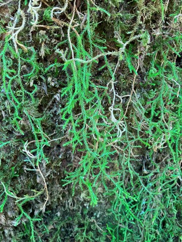 20.07.2022 Selaginella oregana.