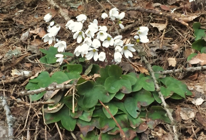 Hepatica nobilis, Ausserberg (VS), 21.03.2020