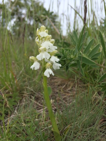 Orchis morio, Vétroz (VS), 23.05.2021