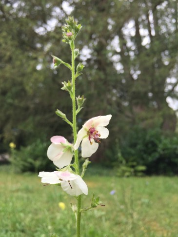 Verbascum blattaria, Oberhofen (BE), 26.07.2023