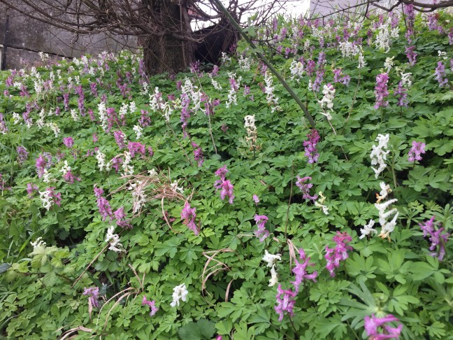 Corydalis cava_10.4.2023