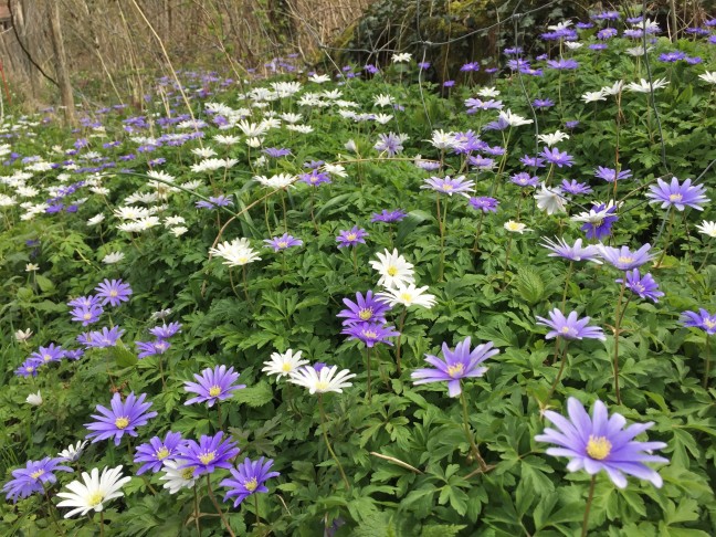 Anemone apennina_10.4.2023