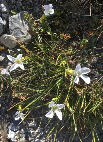 20.09.2019, Gentiana ciliata, Fora da l'Aua, S-charl