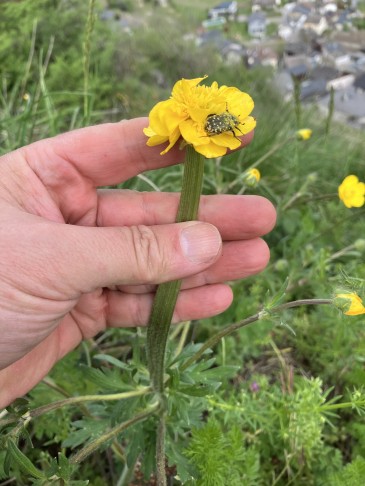 Ranunculus bulbosus, Fully (VS), 07.04.2024
