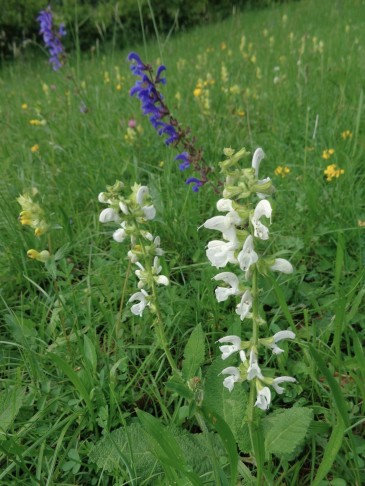 Salvia pratensis, Merligen (BE), 31.05.2014