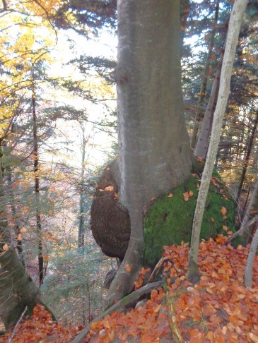 Fagus sylvatica_Thun (BE), 30.10.2015