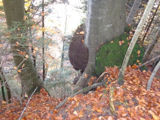 Fagus sylvatica_Thun (BE), 30.10.2015