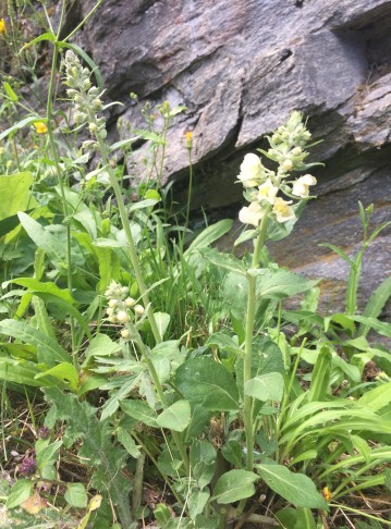 Verbascum lychnitis_Zwischbergen (VS), 25.07.2020
