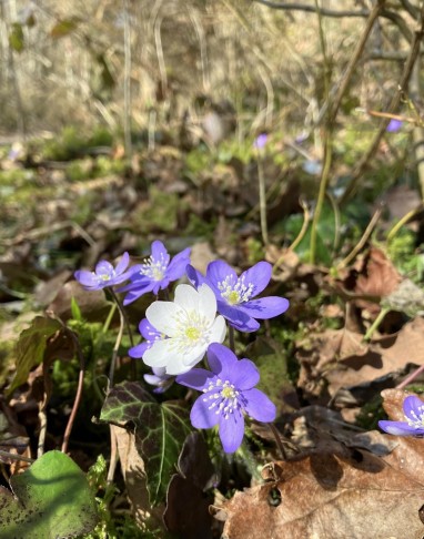 Hepatica nobilis_La Sarraz (VD), 07.03.2025