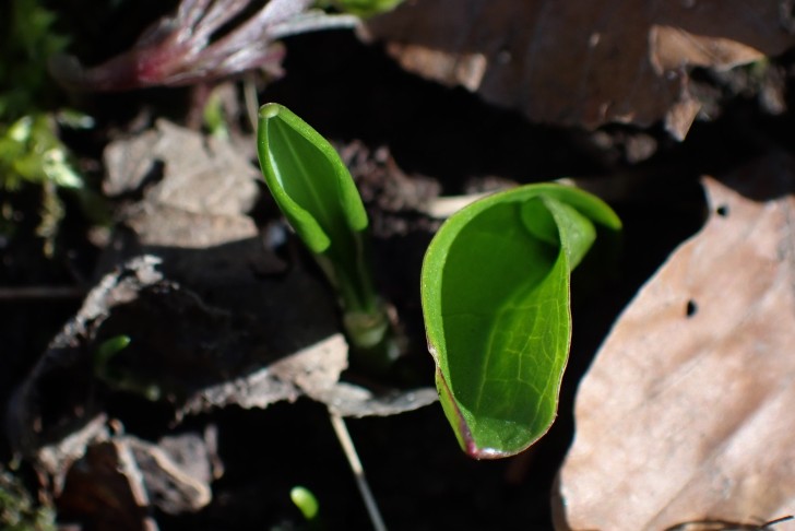Links Bärlauch (Allium ursinum), rechts Gemeiner Aronstab (Arum maculatum). Aarberg (BE), 08.03.2025