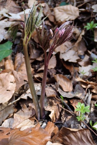 ... bald aufrecht und grün. Croy (VD), 20.03.2025