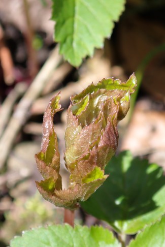 Art 3: Junges Blatt... Croy (VD), 20.03.2025