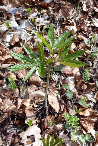 Fiederblättrige Zahnwurz (Cardamine heptaphylla). Croy (VD), 20.03.2025