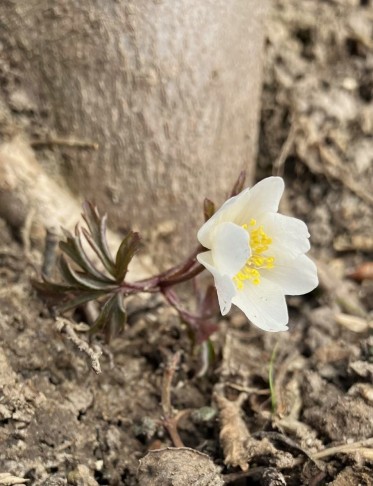 Anemone nemorosa, Buchholterberg (BE), 09.02.2025
