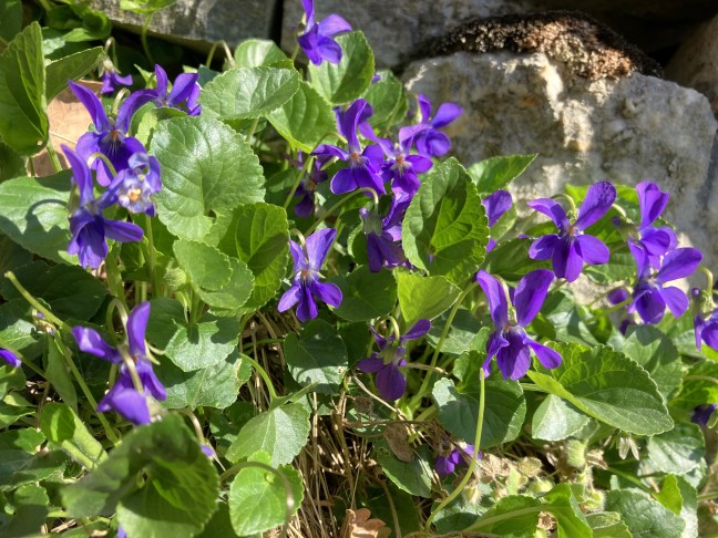 Auffallend die dunkelblaue Krone und die breit herzförmigen, gekerbten und glänzend-kahlen Blätter.