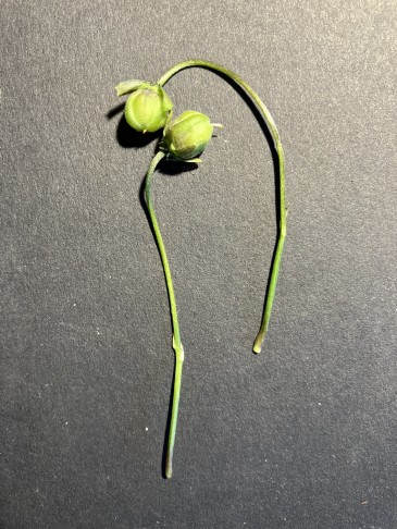 Kapseln mit den (fast) freien 5 Kelchblättern (Sepalen). Je 2 winzige Vorblätter am unteren Teil des Stiels.