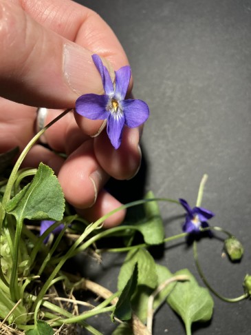 Die Blüte bestehend aus 5 freien Kronblättern (Petalen) weist ein klar abgegrenztes weisses Zentrum auf (mit Saftmalen). In der Vergrösserung sind Bärtchen am Grund der beiden seitlichen Petalen zu sehen. In der Blütenmitte schaut die Narbe wie ein Zünglein aus den Staubblatthauben hervor.