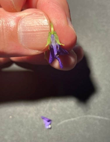 Blüte von oben: zu sehen sind u.a. zwei Kelchblätter mit ihren winzigen, triangulären Öhrchen (Anhängsel) an der Basis.