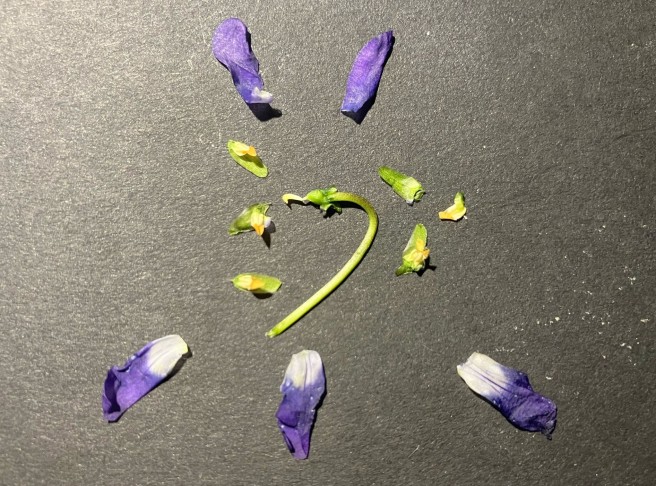 Bestandteile der Blüte bestehend aus den drei unteren Kronblättern, den beiden oberen (genagelt) und den fünf Staubblättern (Stamina). Diese haften (mit einer Ausnahme) noch an den Kelchblättern. In der Mitte am Stielende das Gynoeceum mit Fruchtknoten und sichelförmiger Narbe