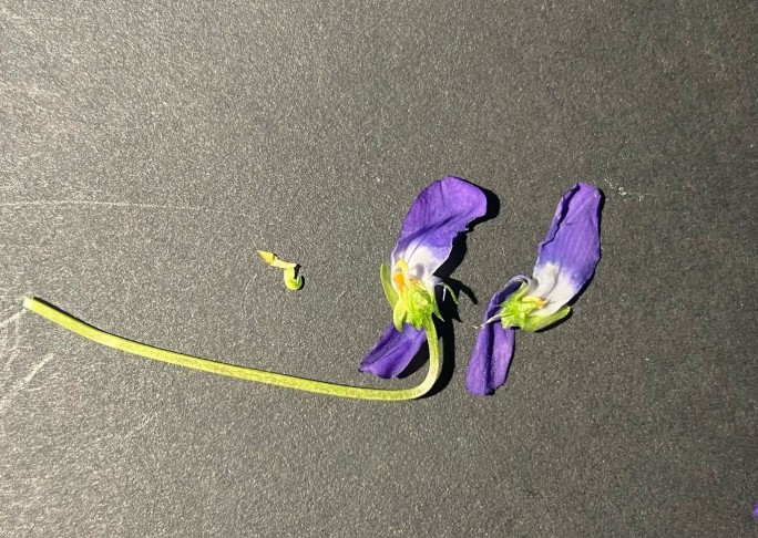 Eine aufgeschnittene Blüte: zu sehen sind die Samenanlagen (Ovula) im Fruchtknoten, die gekrümmte Narbe und zwei Nektarien, wobei eines noch in der Blüte steckt und schräg nach hinten zeigt, wo der Sporn war. Das andere ist abgefallen und liegt am Staubblatt haftend links von der Blüte.