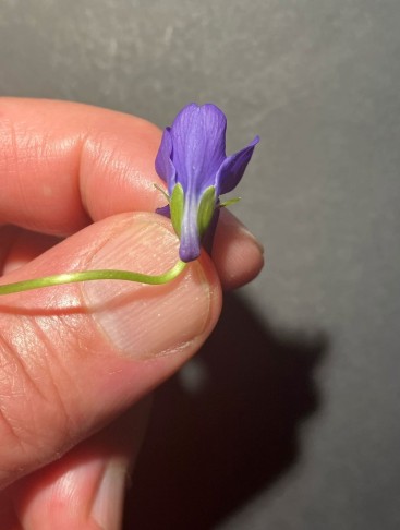 Blüte von unten: das unterste Kronblatt bildet hinter den unteren beiden Kelchblätter den Sporn aus, der als Behälter für den Nektar dient.