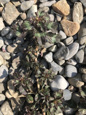 Amaranthus blitum, dunkle Variante; Courtepin (FR), 6.8.2018