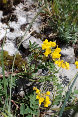 Schopfiger Hufeisenklee (Hippocrepis comosa) ... 26.04.2025