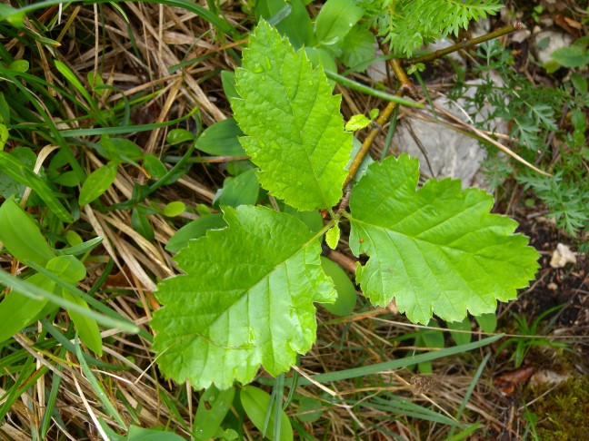 Sorbus mougeotii, Ravellenfluh (SO), 19.5.2016
