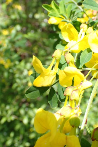 Gleiche Gattung - Blüte ebenfalls mit 