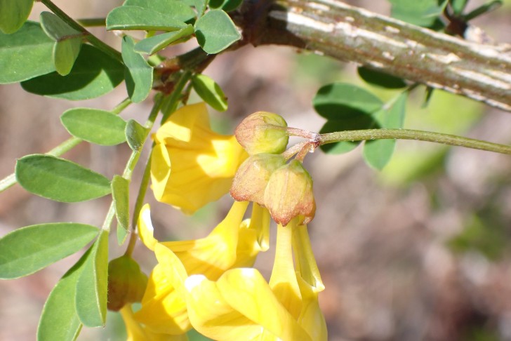 Blüten zu 3 in einer Dolde angeordnet. Strauchwicke (Hippocrepis emerus). 26.04.2025