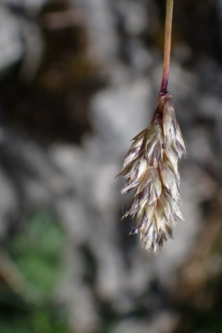 Bereits verblüht: Kalk-Blaugras (Sesleria caerulea). 26.04.2025