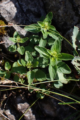 Echter Dost (Origanum vulgare), ... 26.04.2025
