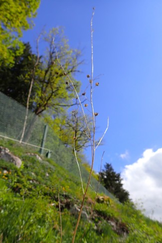 Mit dem letztjährigen Fruchtstand klar: Ästige Graslilie (Anthericum ramosum). 26.04.2025