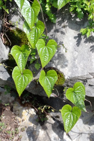 Schmerwurz (Tamus communis /Dioscorea communis). 26.04.2025