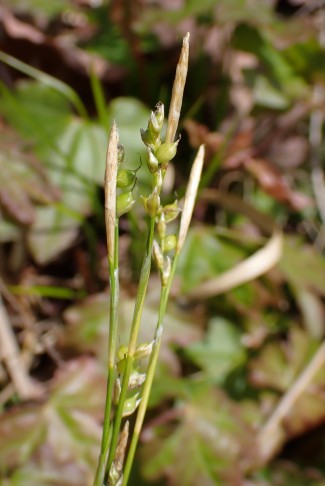 Weisse Segge (Carex alba). 26.04.2025